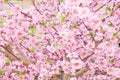 Artificial Sakura Flowers for Decorating Japanese Style Royalty Free Stock Photo