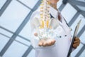 An artificial spine model with pelvis unite in doctors hands Royalty Free Stock Photo