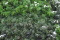 Artificial spruce, close-up. Green needles, branches