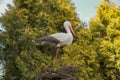 Artificial stork in the garden. Statues of stork. Plastic bird stork in grass. Decoration element . artificial stork in the nest