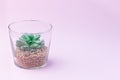 Artificial succulent in a glass terrarium on pink background, home decoration, horizontal, copy space