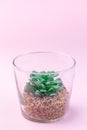 Artificial succulent in a glass terrarium on pink background, home decoration, vertical, copy space