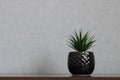 Artificial succulent plant in black vase resting on shelf Royalty Free Stock Photo