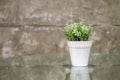 Artificial succulent plant in ceramic pot on glasses tabler beside cement wall Royalty Free Stock Photo