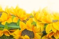 Artificial sun flowers on a white background. Rich warm yellow colors. Selective focus