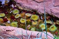 Artificial tidepool with sea urchins and anemone in aquarium exhibit at Academy of Sciences Royalty Free Stock Photo