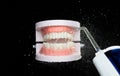 Artificial Tooth Plastic jaw clean with water spray jet. Teeth of dental jaw model spray with water to clean up on daily brush. Royalty Free Stock Photo