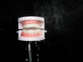 Artificial Tooth Plastic jaw clean with water spray jet. Teeth of dental jaw model spray with water to clean up on daily brush. Royalty Free Stock Photo