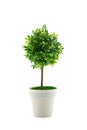 artificial tree in a pot isolated in white background.