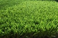 Artificial turf with sunshine Royalty Free Stock Photo