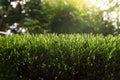 Artificial turf with sunshine Royalty Free Stock Photo