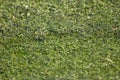 Artificial turff grass (close-up) Royalty Free Stock Photo