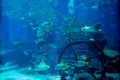 Artificial underwater ruins with fishes swimming around the aquarium Royalty Free Stock Photo