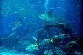 Artificial underwater ruins with fishes swimming around in the big aquarium Royalty Free Stock Photo