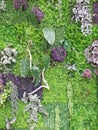 Artificial vertical garden background. Variety of artificial plants in vertical garden. Green and purple nature close up.