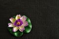 Artificial water Lilly isolated on a black background Royalty Free Stock Photo