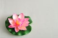 Artificial water Lilly isolated on a white background Royalty Free Stock Photo