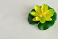 Artificial water Lilly isolated on a white background Royalty Free Stock Photo