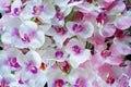 Artificial white and pink orchid flowers