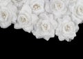 Artificial white roses background