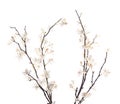 Artificial white sakura flower isolated