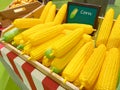 Artificial yellow corns Royalty Free Stock Photo