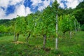 Artificially created park in Germany Bavaria for recreation Royalty Free Stock Photo