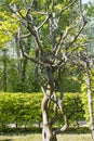 Artificially formed tree with a crooked trunk and branches against the hedge Royalty Free Stock Photo