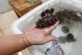 Artificially grown Far Eastern trepang lies in the palm of a researcher at a marine farm Royalty Free Stock Photo