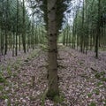 Artificially planted forest, with alternating rows of firs and oaks. The concept of conservation and restoration of plants