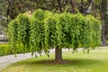 artificially shaped tree with in a park, bonsai variation