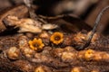 Artillery Fungus - Sphaerobolus stellatus