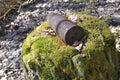 Artillery rusty whizzbang high explosive of the Second World War on stump in thicket forest of Belarus, concept of danger, old Royalty Free Stock Photo