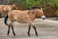 artiodactyl animal Przewalski\'s horse in the zoo\'s enclosure