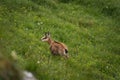 Artiodactyl chamois in the Polish Tatras on green grass