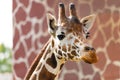 artiodactyl mammal from the giraffe family. giraffes head close-up