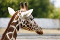 artiodactyl mammal from the giraffe family. giraffes head close-up Royalty Free Stock Photo