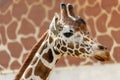 artiodactyl mammal from the giraffe family. giraffes head close-up Royalty Free Stock Photo