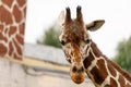 artiodactyl mammal from the giraffe family. giraffes head close-up