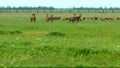 Artiodactyla mammals in the prairie