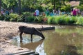 Artis zoo in amsterdam Royalty Free Stock Photo