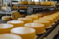 Artisan cheese wheels production line factory. Dairy processing, food industry Royalty Free Stock Photo