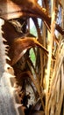 Artisan Palm Tree Inner Skelton Fiber Frans Leaves Dried on Living plant Nature Foliage Tree Artography