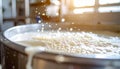 Artisanal Cheese Making Process in a Dairy Factory Royalty Free Stock Photo