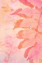 Artistc background with fern leaves in pink Royalty Free Stock Photo