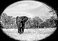 Artistic art of an elephant on the plains with a oval black frame in Hwange National Park, Zimbabwe, Southern Africa