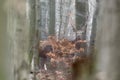 Artistic autumn nature image. Wildlife landscape with noble red deers Cervus Elaphus.