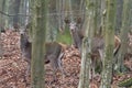 Artistic autumn nature image. Wildlife landscape with noble red deers Cervus Elaphus.