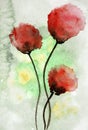 Abstract watercolor painting of poppy flowers in green background , floral design background Royalty Free Stock Photo