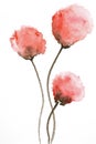 Abstract watercolor painting of poppy flowers , floral design background Royalty Free Stock Photo